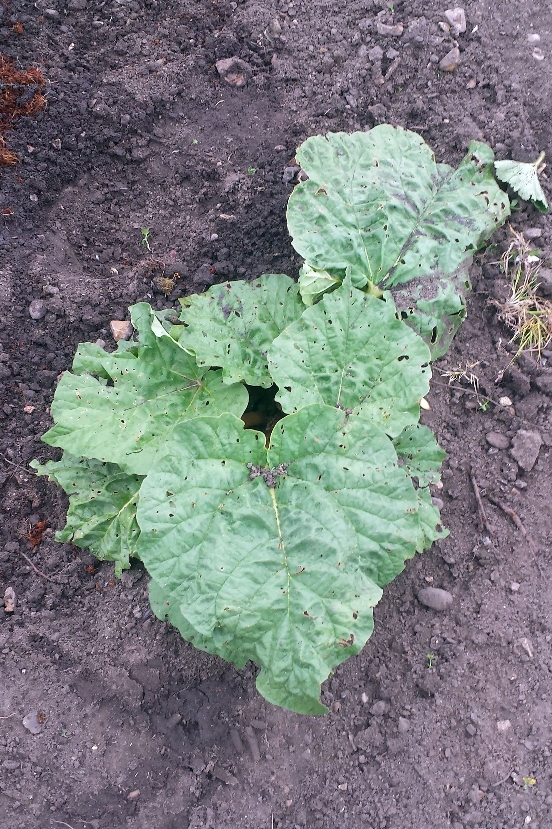 Rhubarb